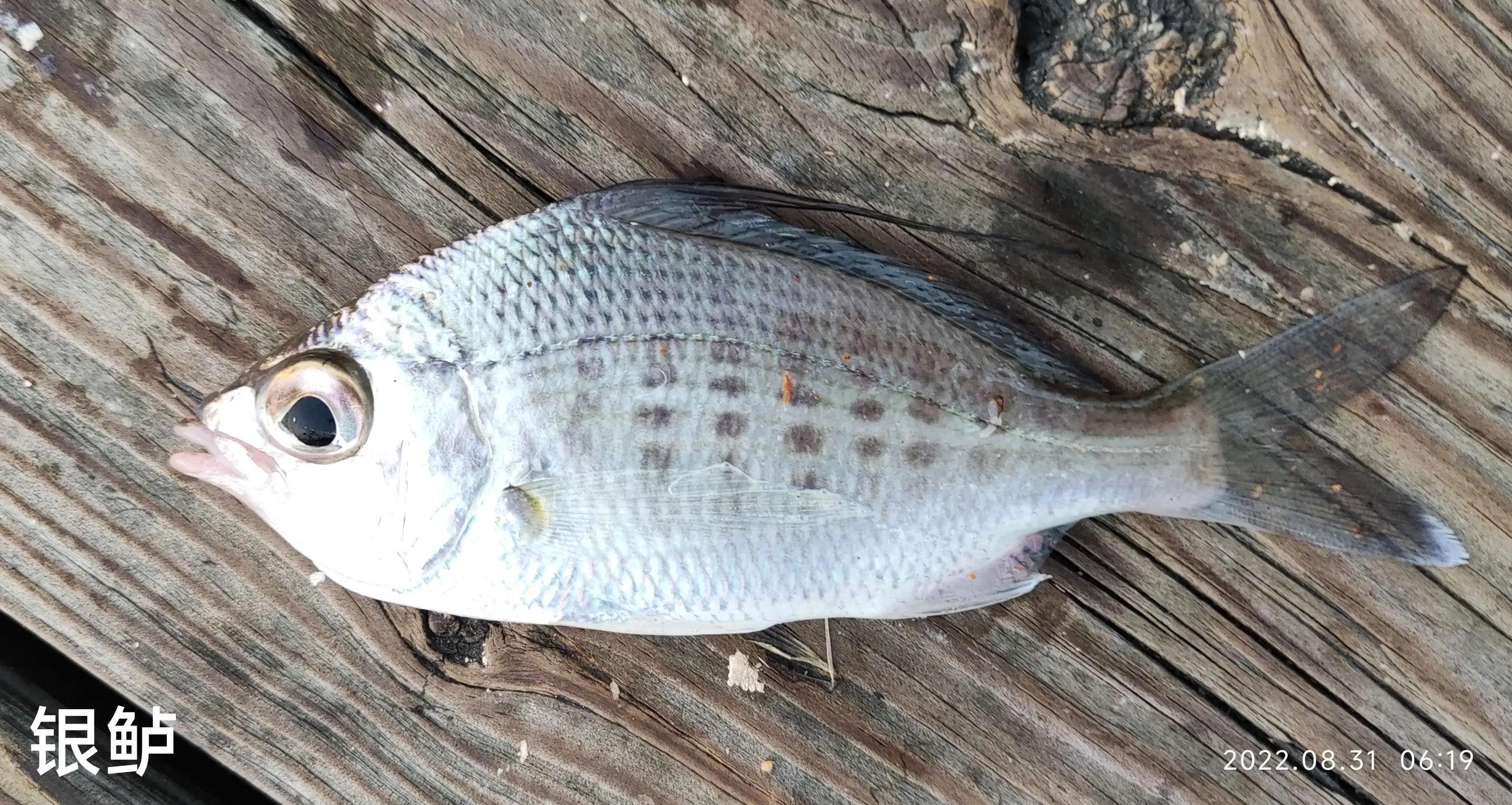 20种常见海鱼,十大常见野生海鱼
