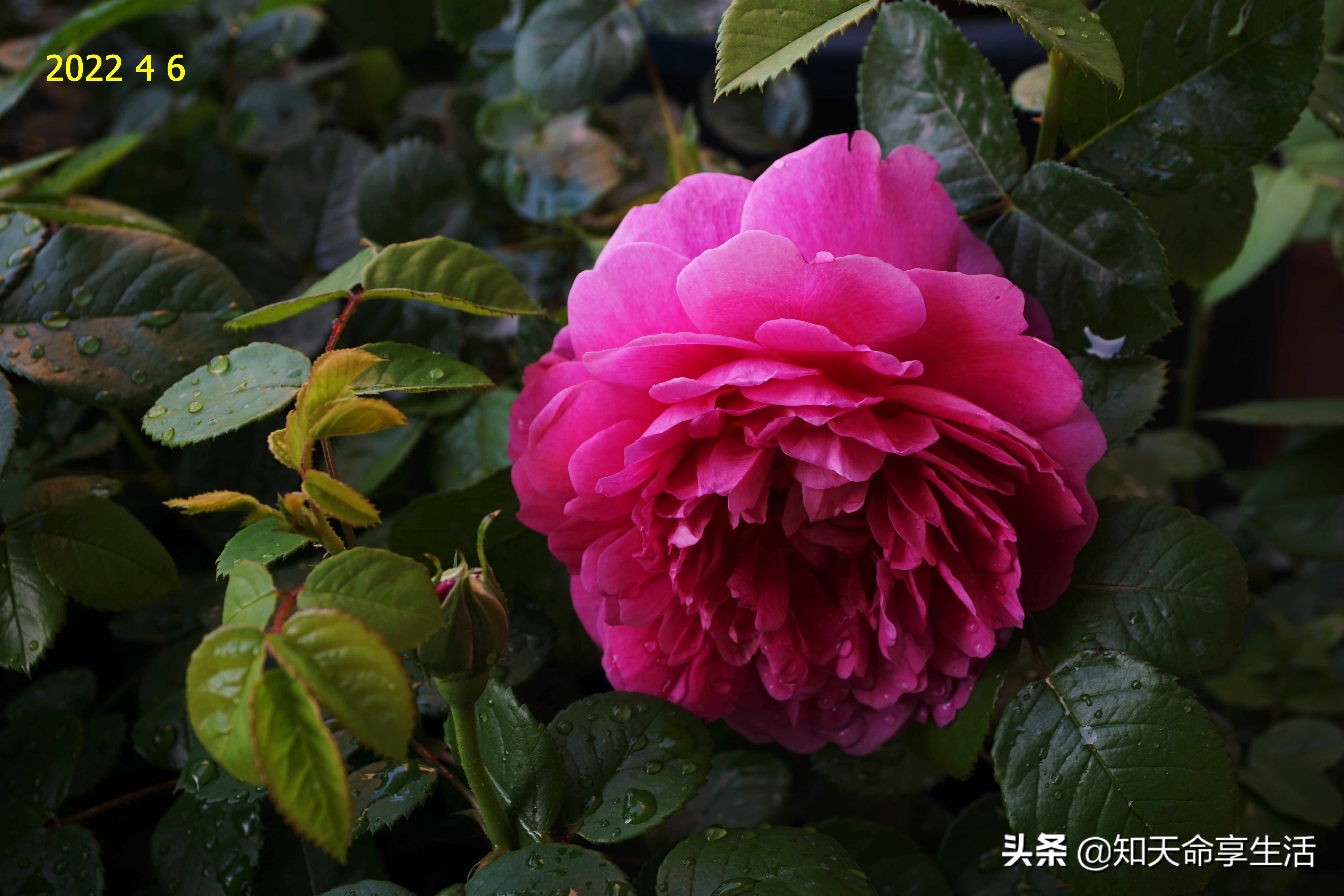 安妮公主月季大全,安妮公主英国玫瑰月季