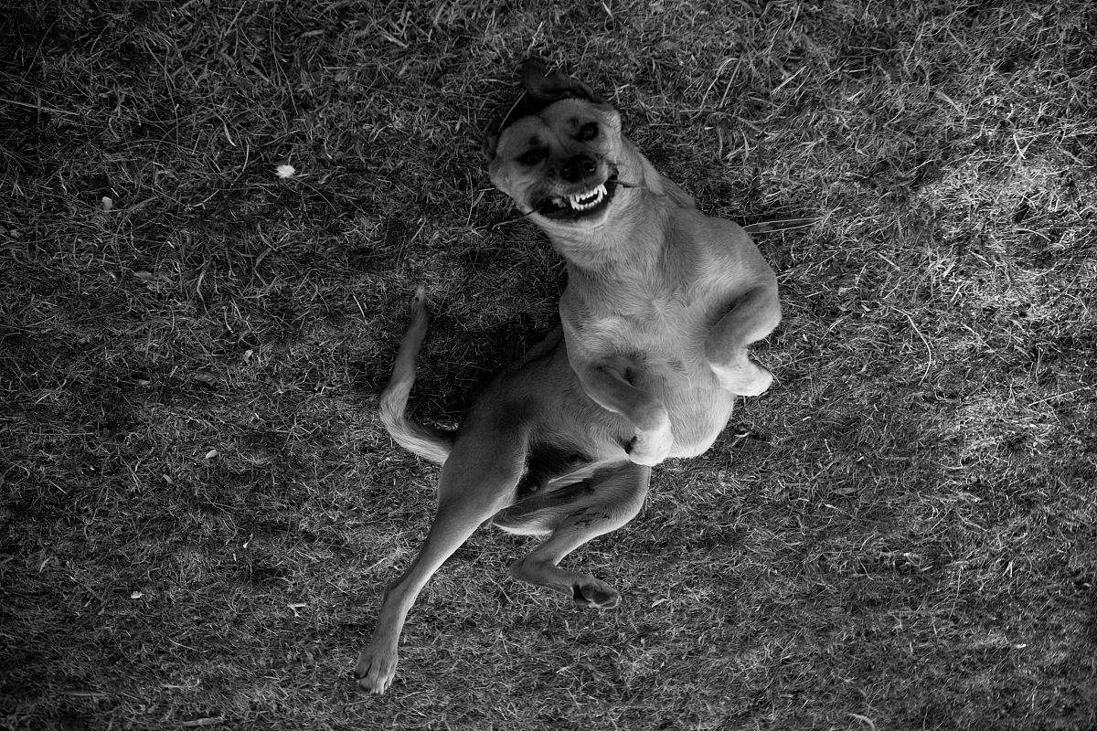 狗狗患上狂犬病的六种表现,狗狗出现什么症状说明是狂犬病