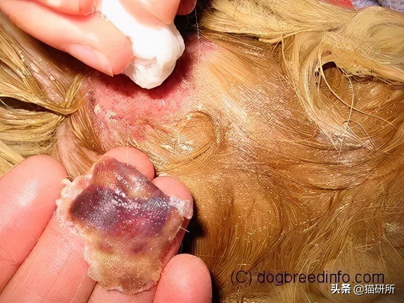 猫咪急救常识和注意事项,猫咪冬天怎么预防感冒发烧