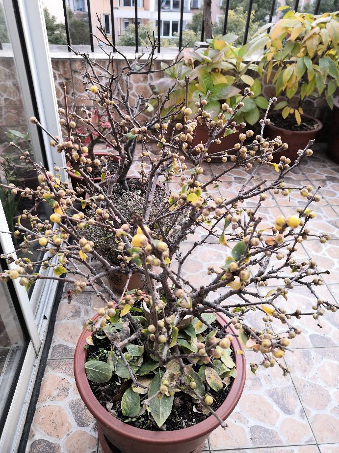 腊梅有隐芽出枝吗?,蜡梅如何在冬季绽放