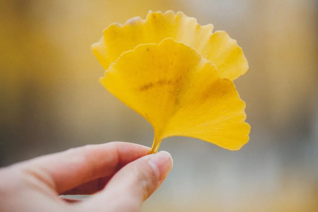 关于秋霜的诗句古诗词,带有秋霜的唯美诗句