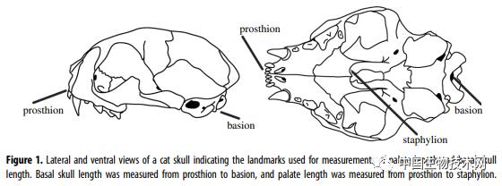 科学家发现，猫脑子越来越小了，是“铲屎官”们造成的？