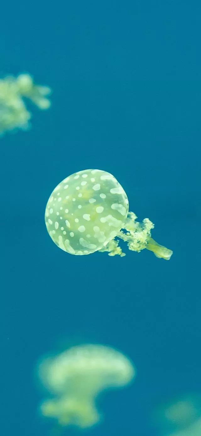 海底世界高清大图壁纸,手机动态海底世界鱼壁纸