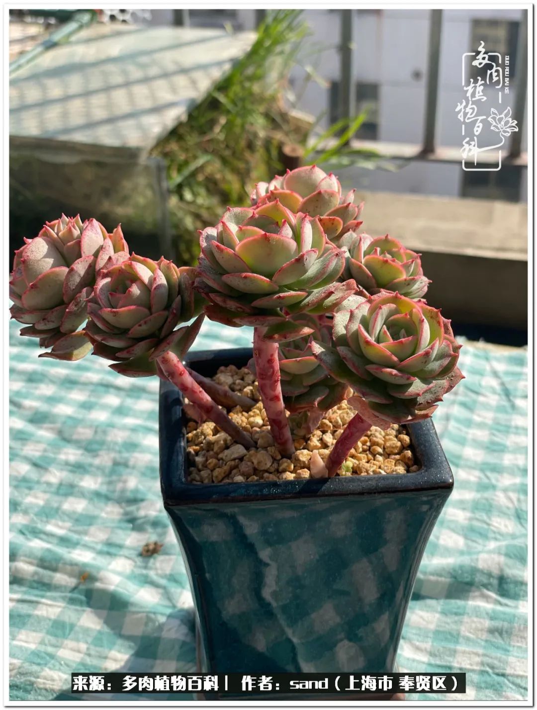 养点花草给生活添点乐趣,养点花花草草心情自然会好