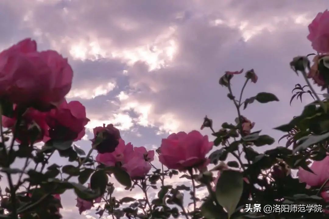 当洛师邂逅43种中国传统色……