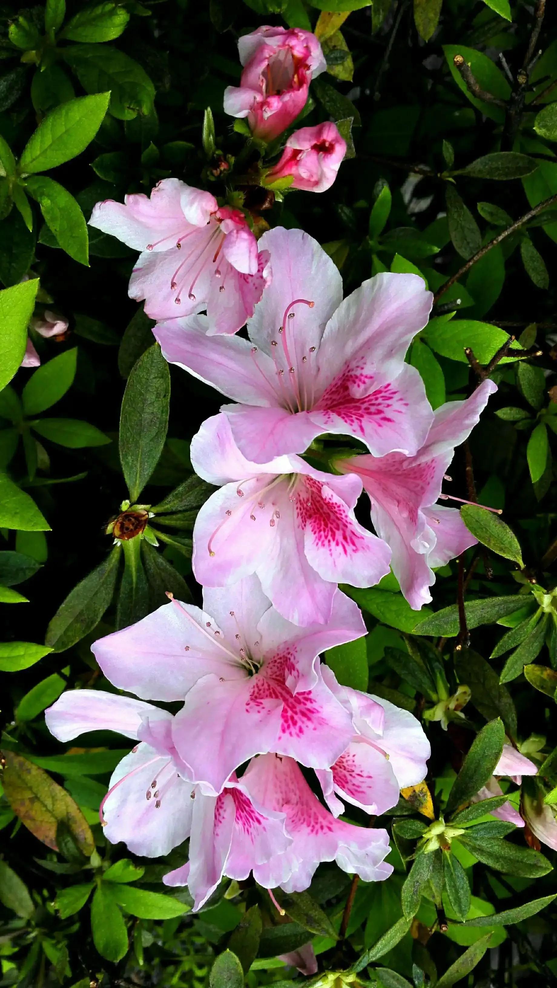 被评为中国传统十大名花,中国十大传统名花ppt