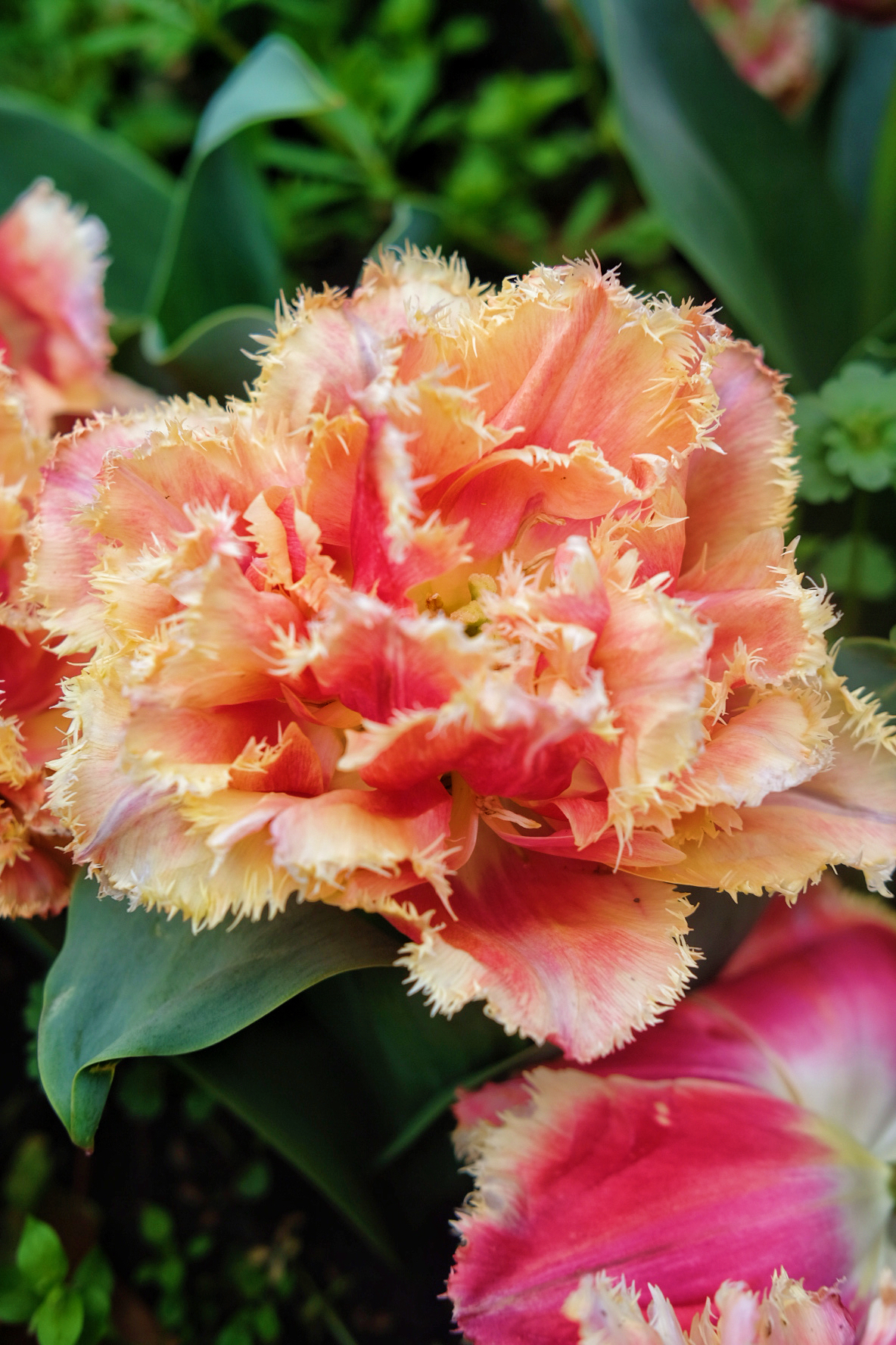 浦东鲜花港攻略,浦东鲜花港门票