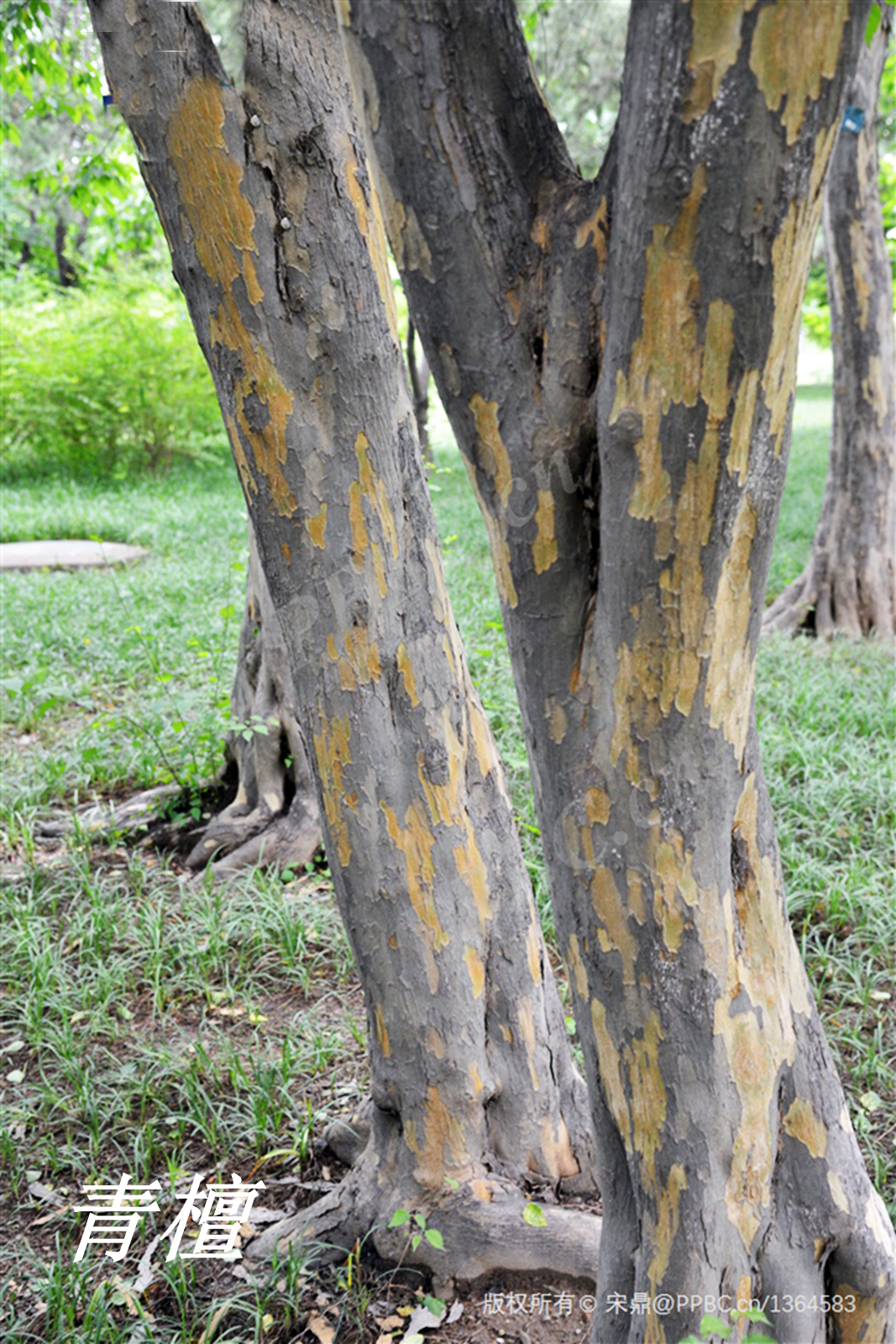 诗经中的伐檀,诗经伐檀是指哪里