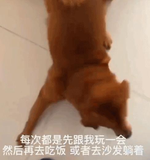 六百万网红想洗白反被封，他哭了狗笑了？网友：他活该