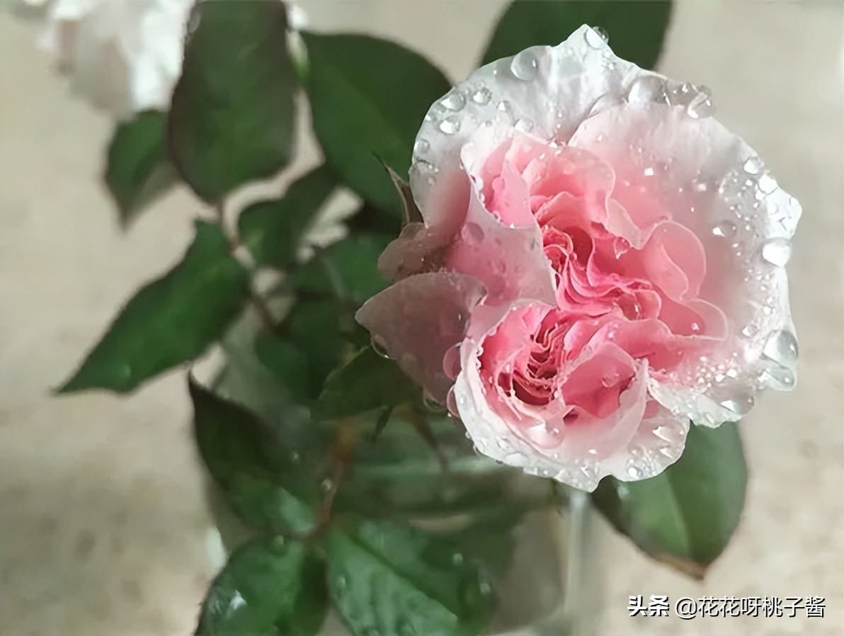 花期特别短暂开放好看的粉色月季,粉色可爱融化你的少女心月季