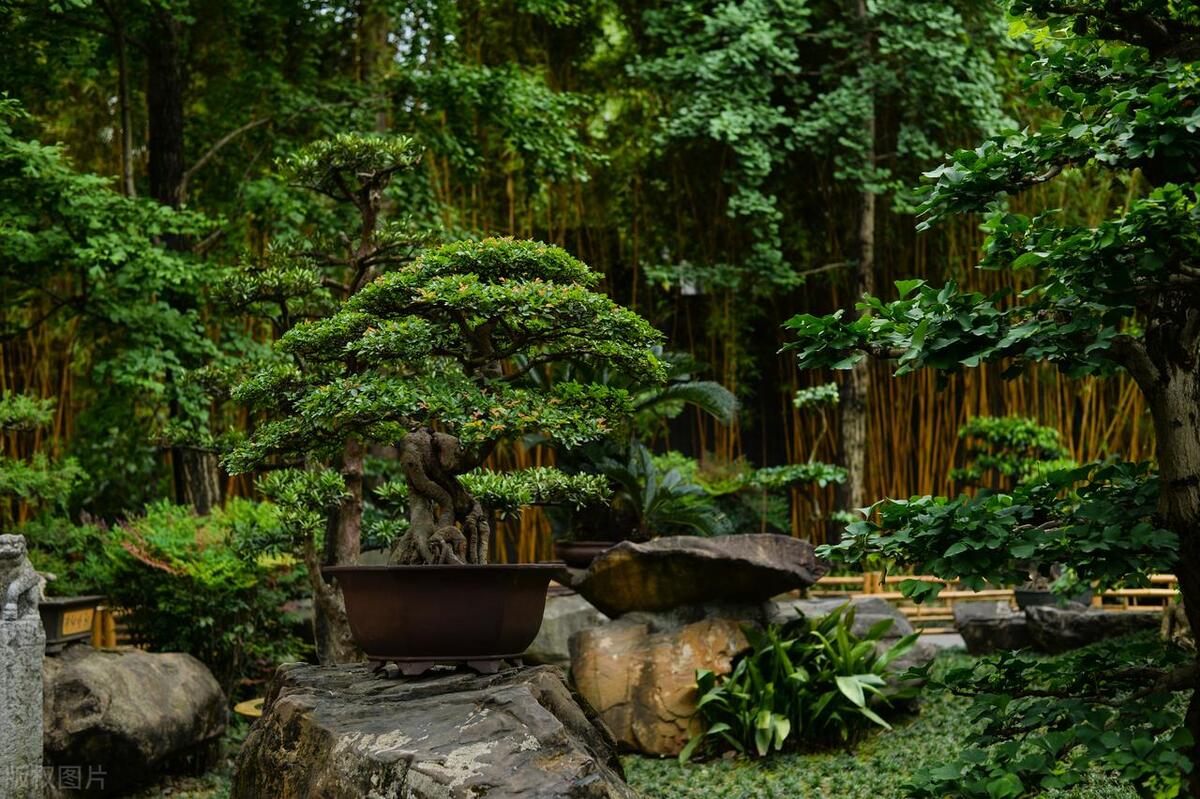 盆景初学入门技巧,盆景新手入门树桩