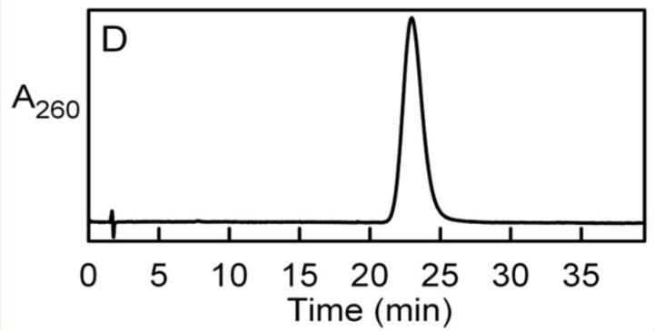 探究移动色氨酸是*霉素黄**抗生素合成黄素酶中内在电荷转移供体应用