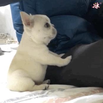 粘人的比熊小奶狗品种名字,十大最省心狗排名比熊