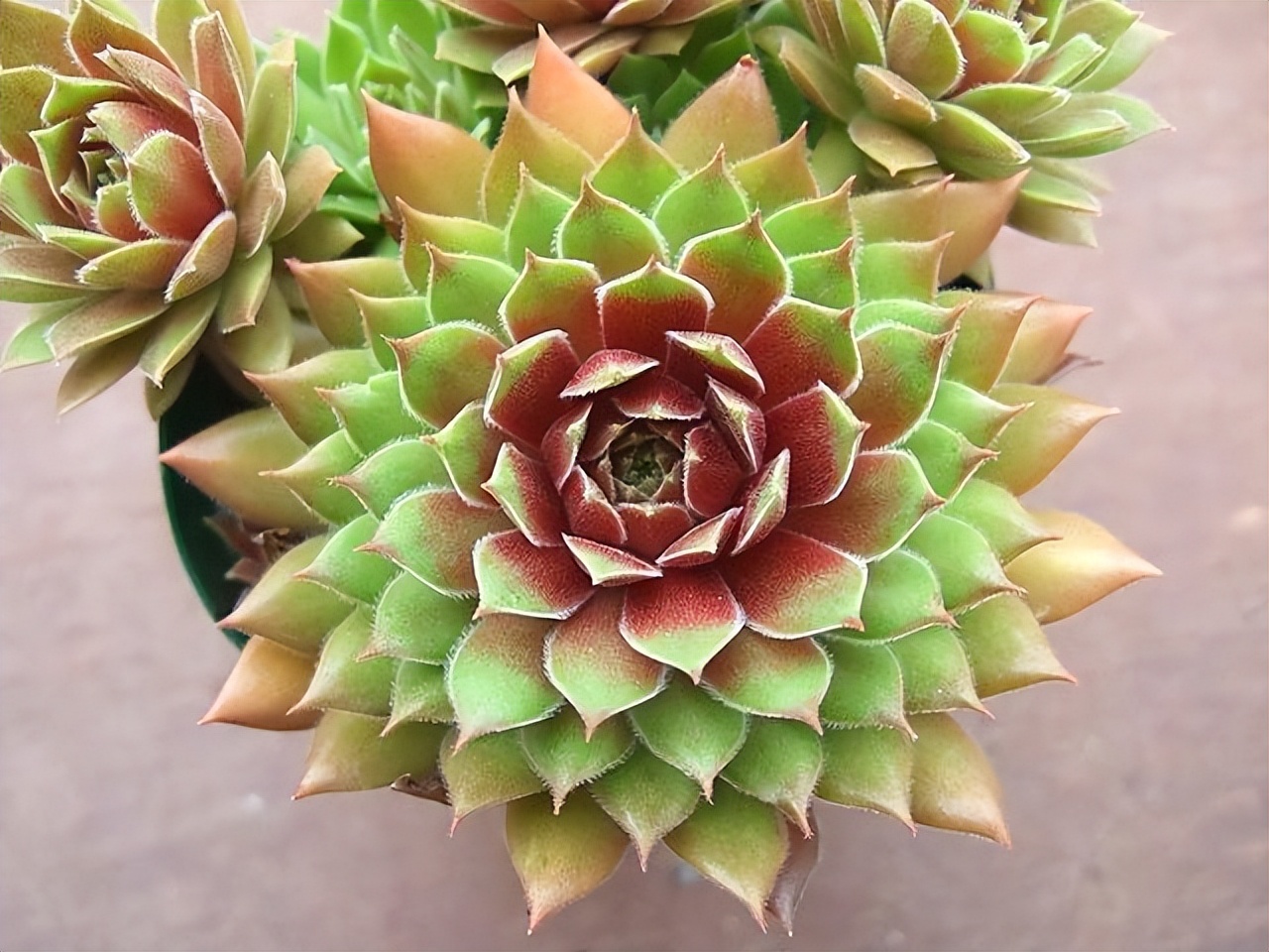 光照不足也能出状态的多肉,对光照要求没那么高的多肉