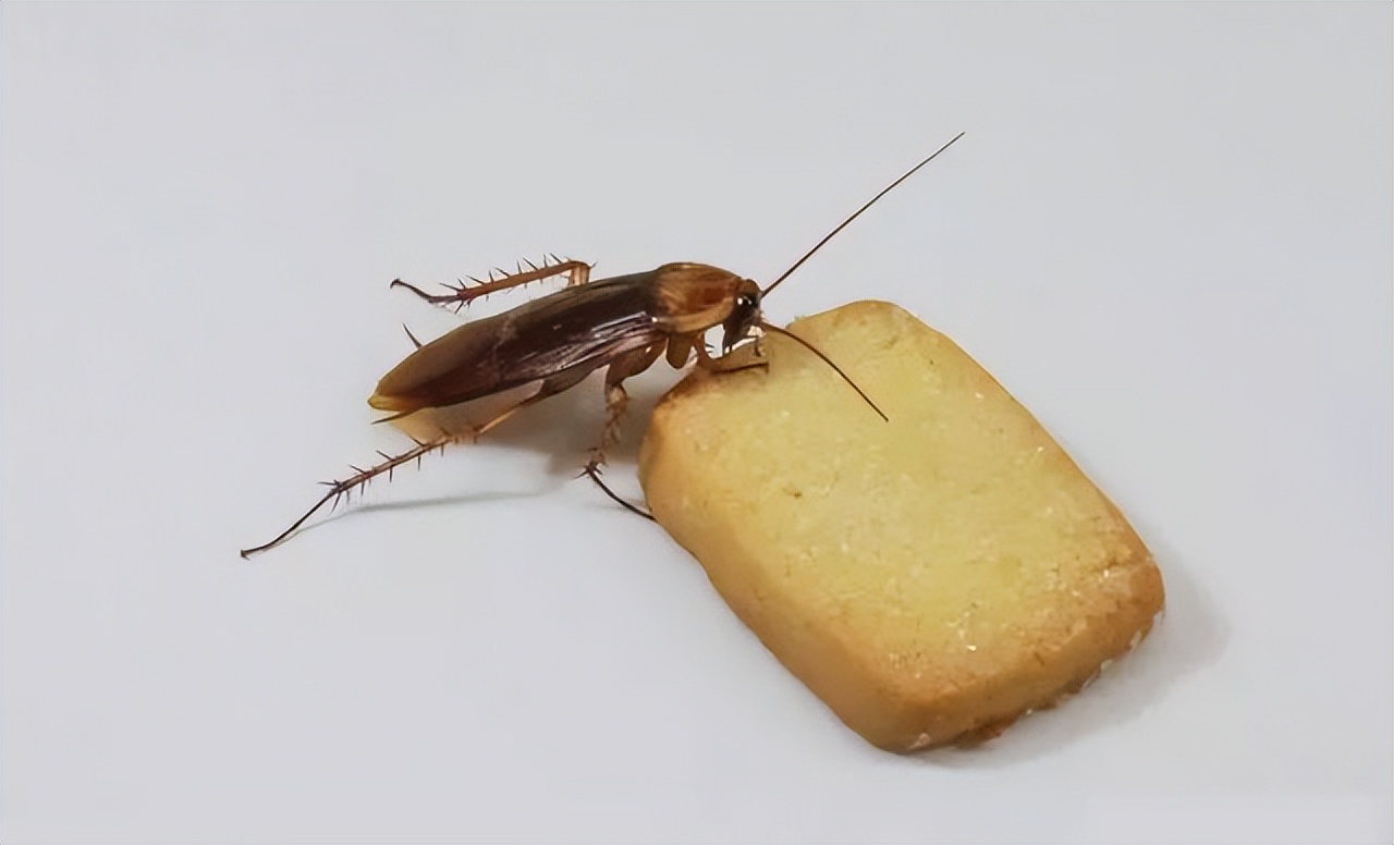 厨房里面的蟑螂怎么预防,如何不用蟑螂药预防蟑螂