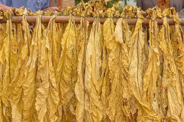 上个世纪50年代都有什么香烟,上个世纪香烟之前长啥样