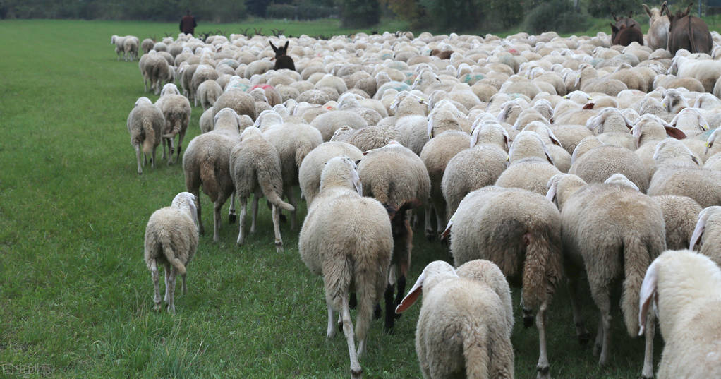羊得了口蹄疫蹄子溃烂怎么处理,羊得了口蹄病严重时的症状