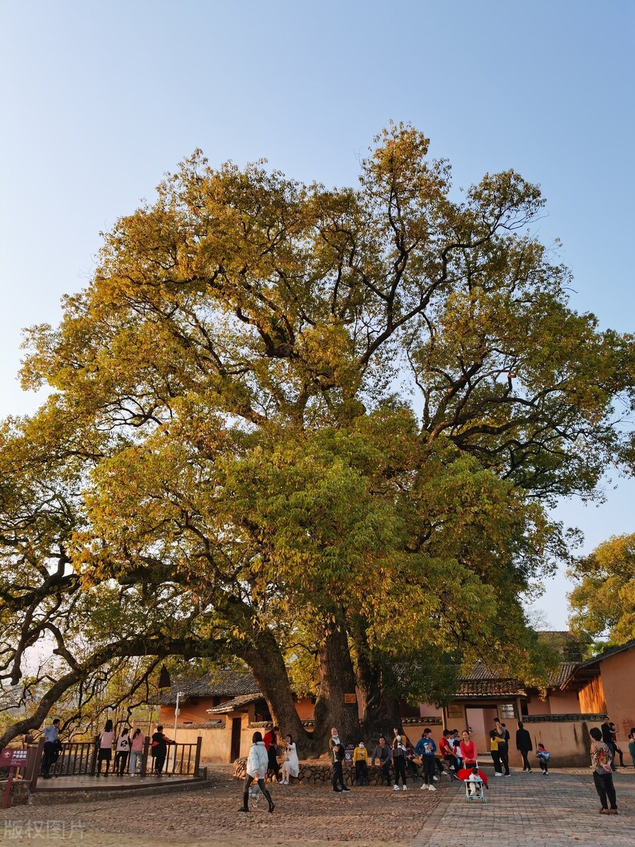 门前有三树家兴人都旺,门前有三树家兴三世富