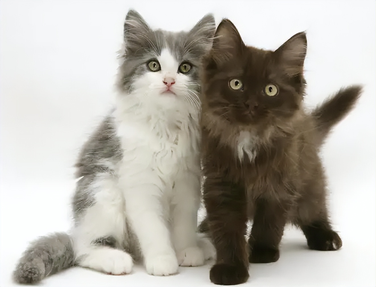 怎样把成年猫猫训得又乖又听话,为何别人家养的狗那么乖