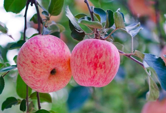 古代苹果名字有哪些,古人的苹果叫什么名字