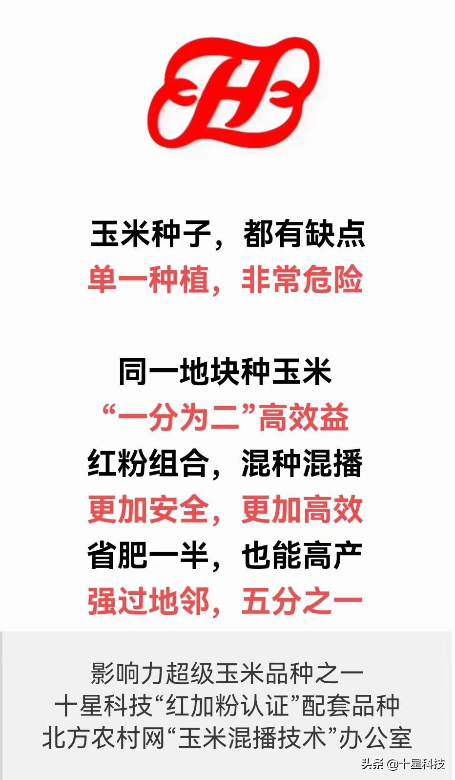 玉米品种高抗与高感的区别,高抗茎腐病的夏播玉米种