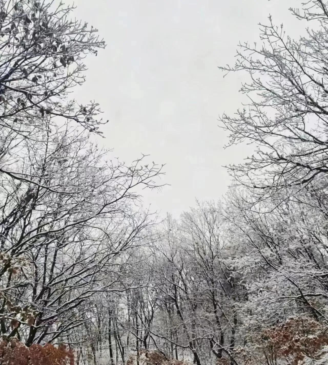 赵子田原创小小说《狗殇》~深刻讲述了一个故事……