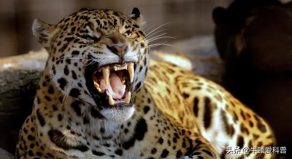 狮子的咬合力排在动物界第几,狮子咬合力最高多少