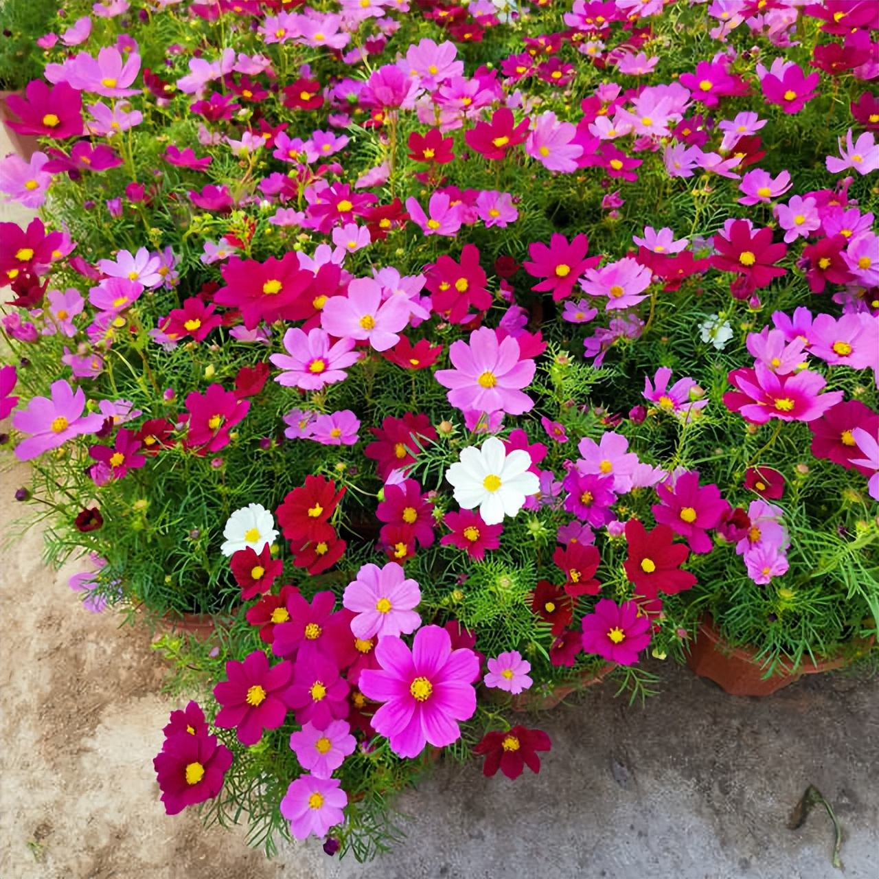 专为懒人养的5种花开花不断,4种不用花钱买的盆栽