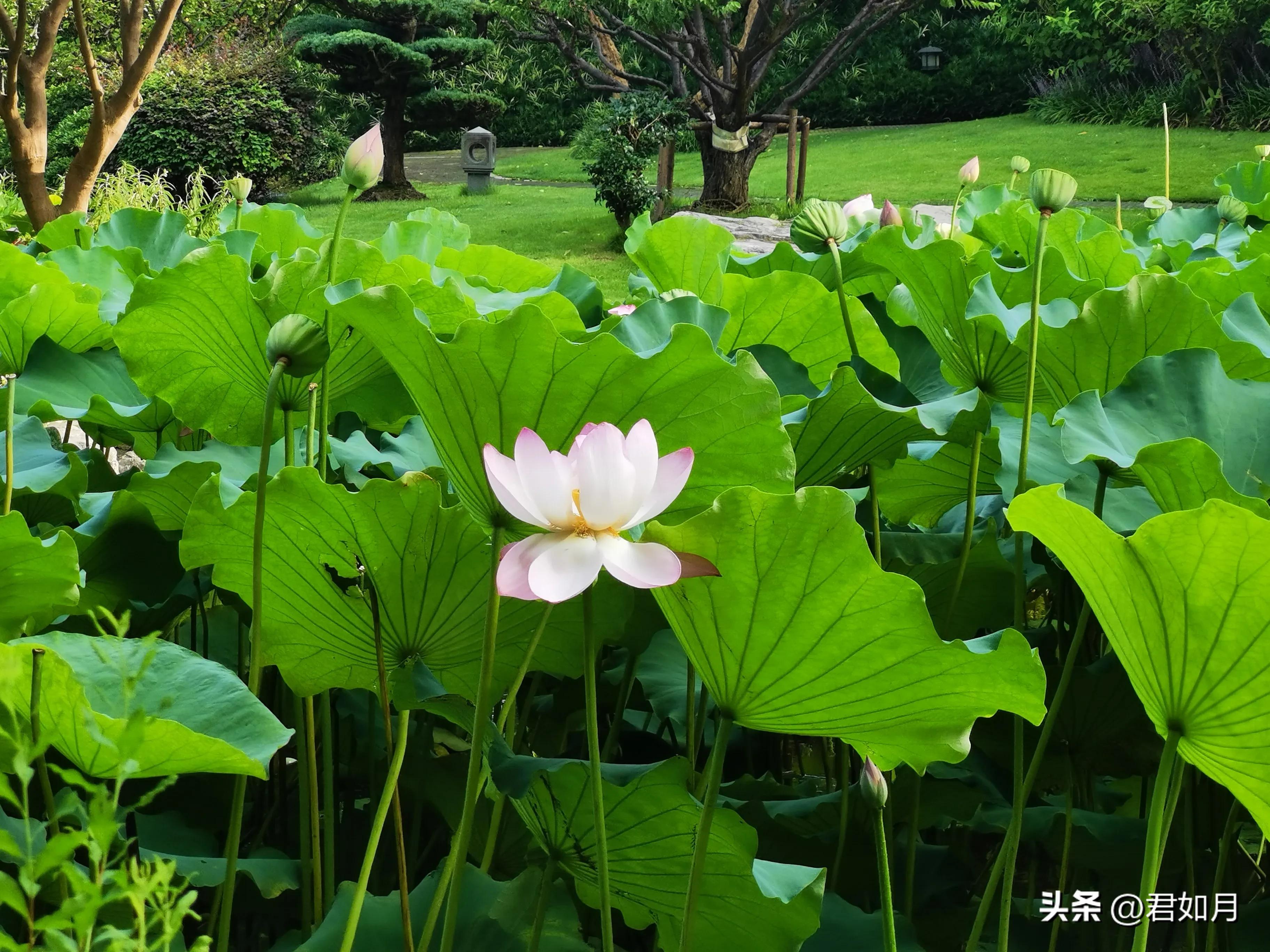 上海旅游遇梅雨,上海夏季雨夜美景