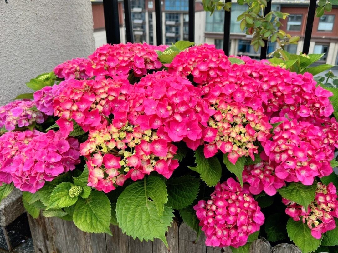 6月绣球小苗怎么养,6月养兰技巧