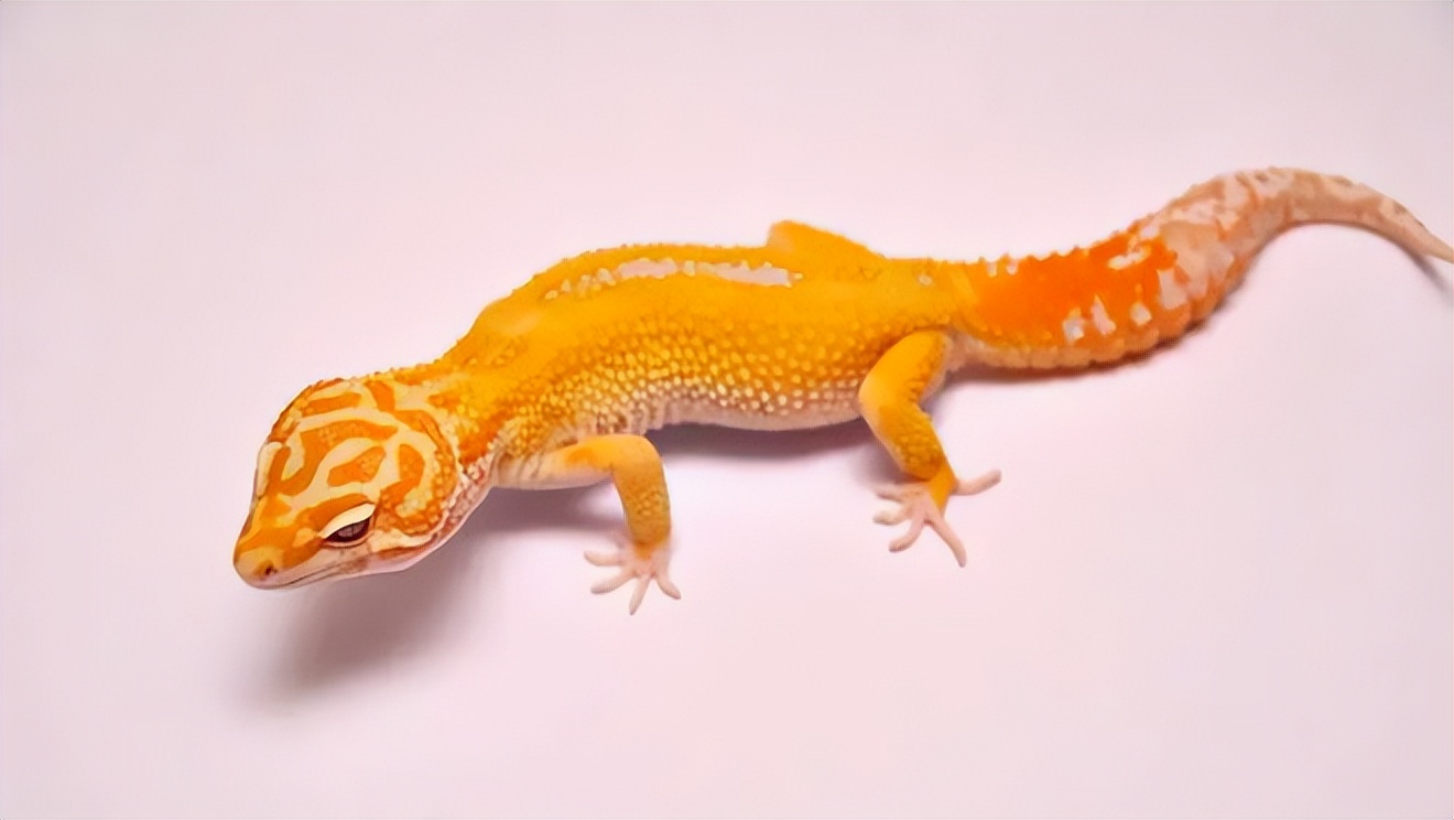 10种奇特的宠物,最有灵性的五种宠物你最想养哪个