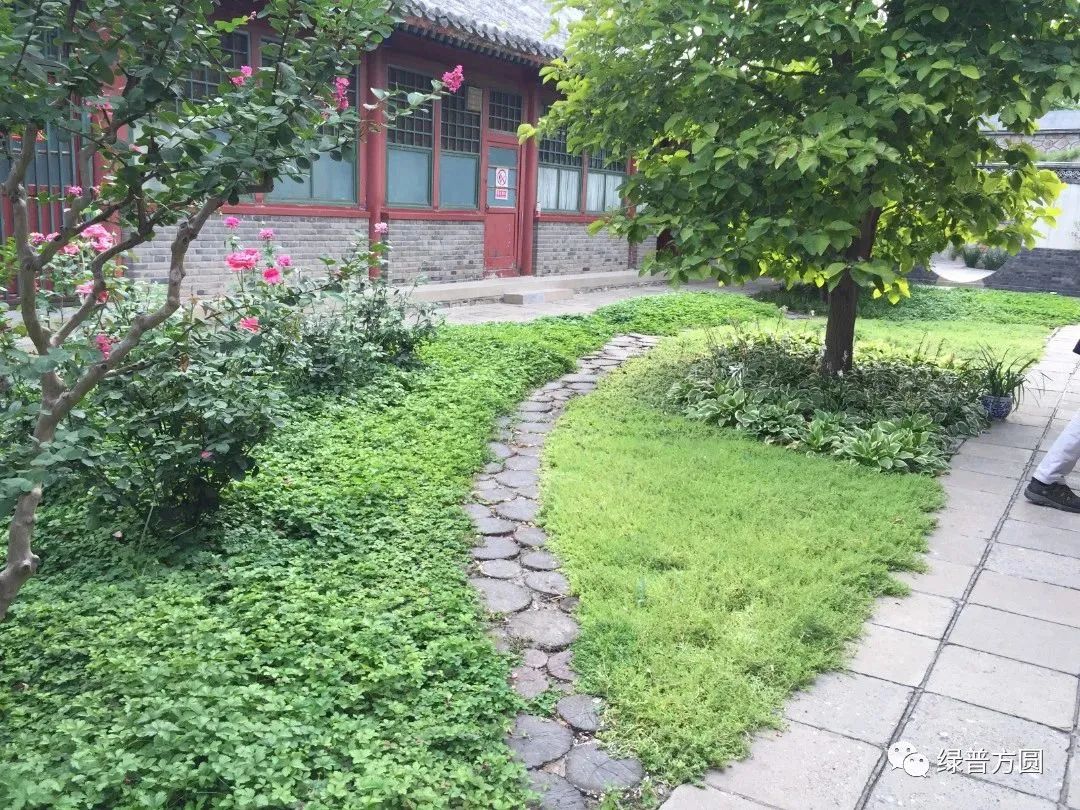 垂盆草在花境中的应用,垂盆草的功效与应用