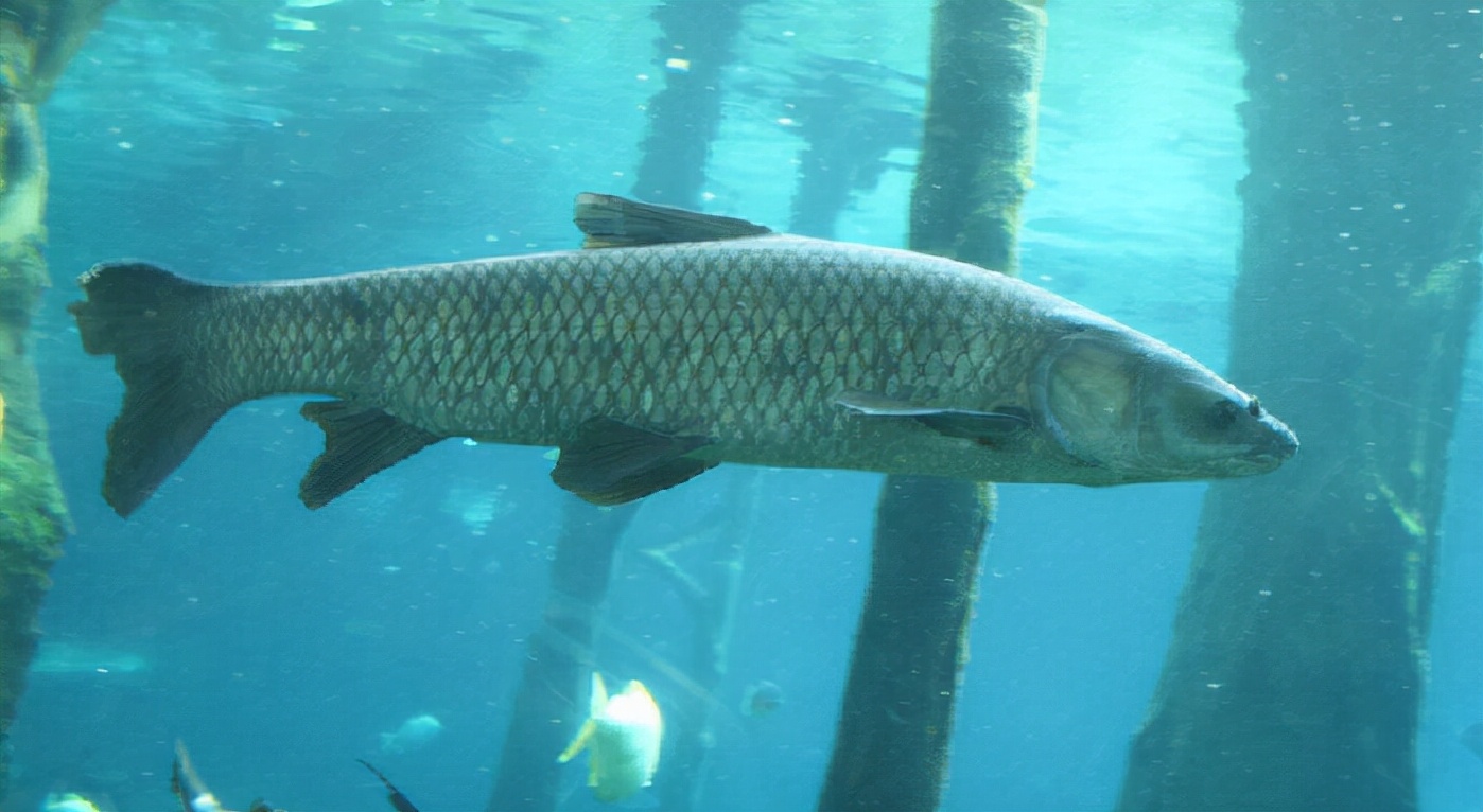 钓草鱼青鱼最好方法和技巧,钓青鱼草鱼鲤鱼用什么饲料