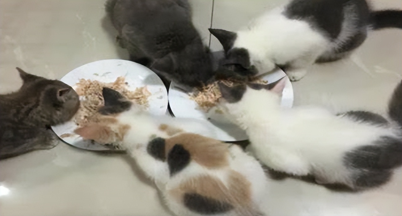 怎么给猫咪制作好吃的,自制猫咪饮食最佳搭配