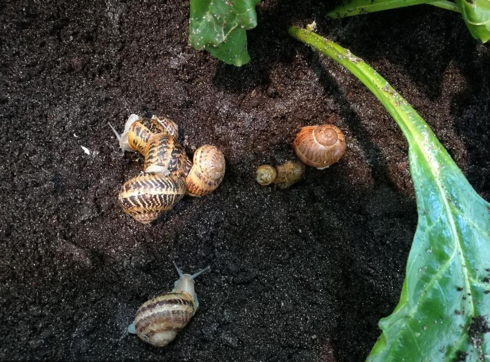 蜗牛可以做花肥吗,蜗牛做美容产品