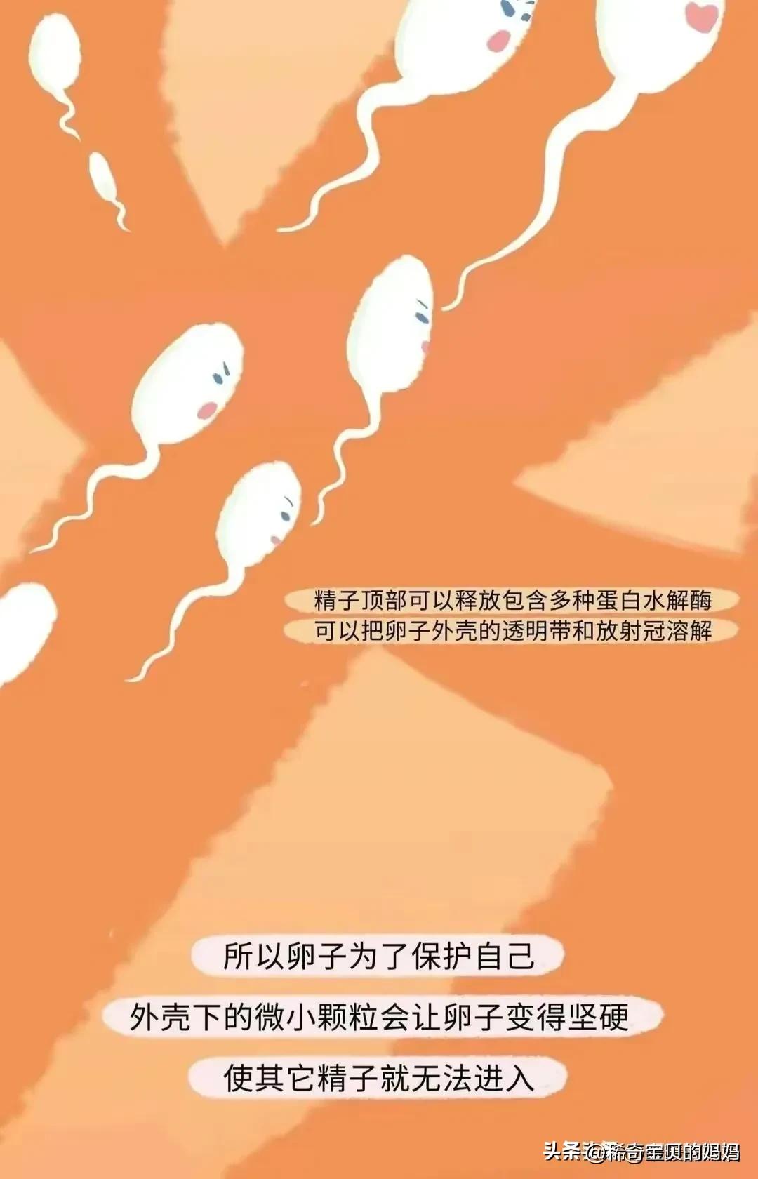 男生的“精子”进入女生体内，会发生怎样的变化？