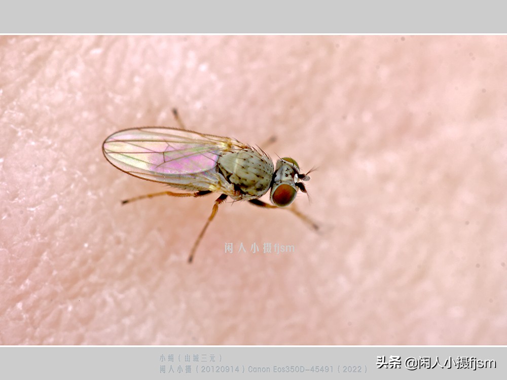 近距离拍摄昆虫小动物,常见昆虫微距摄影活动