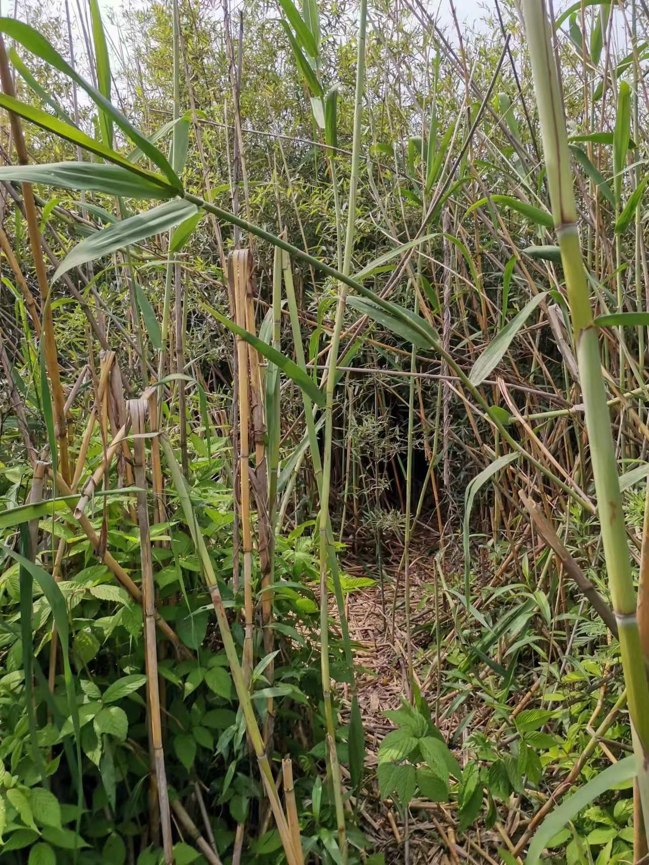 竹笋最鲜美的做法,油焖竹笋鲜美可口