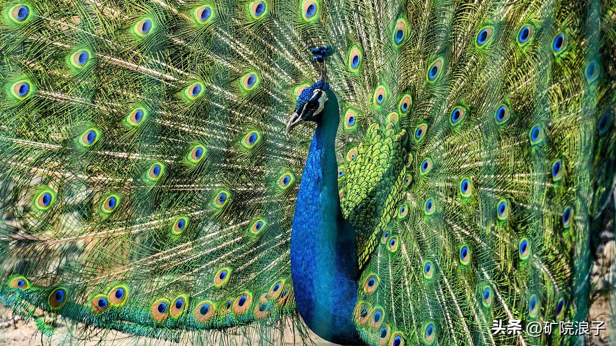 <html>
<head><title>502BadGateway</title></head>
<body>
<center><h1>502BadGateway</h1></center>
<hr><center>nginx</center>
</body>
</html>
<!--apaddingtodisableMSIEandChromefriendlyerrorpage-->
<!--apaddingtodisableMSIEandChromefriendlyerrorpage-->
<!--apaddingtodisableMSIEandChromefriendlyerrorpage-->
<!--apaddingtodisableMSIEandChromefriendlyerrorpage-->
<!--apaddingtodisableMSIEandChromefriendlyerrorpage-->
<!--apaddingtodisableMSIEandChromefriendlyerrorpage-->
