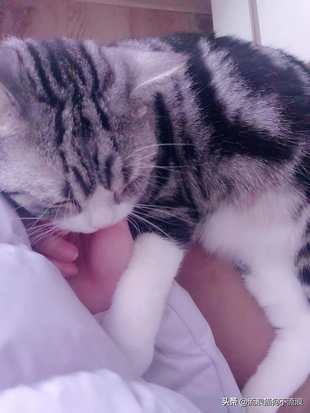 美短猫从三楼摔下来后续,美短猫被抛弃后见到旧主人