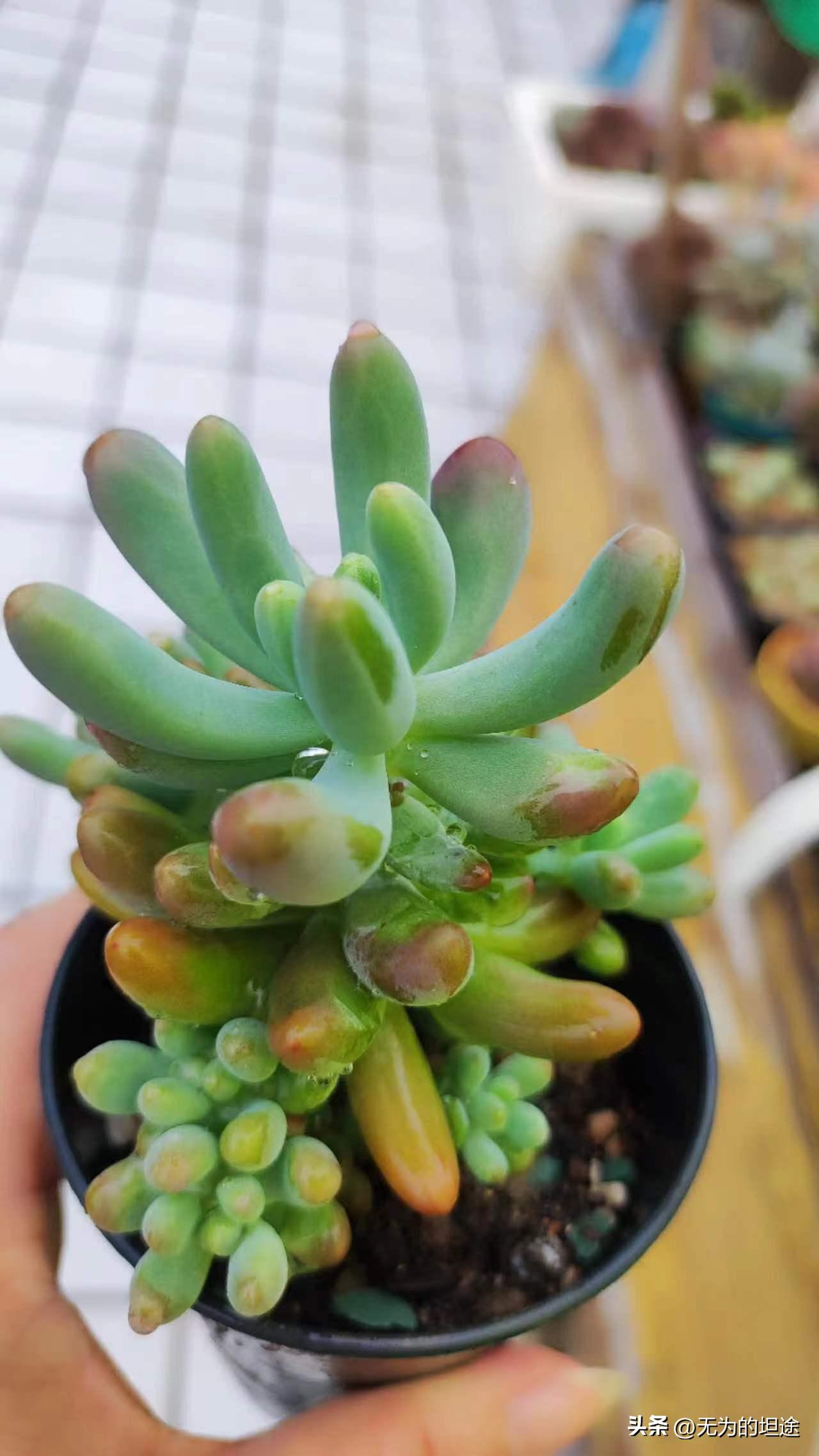 亮晶晶的黄翡翠手镯,亮晶晶的翡翠