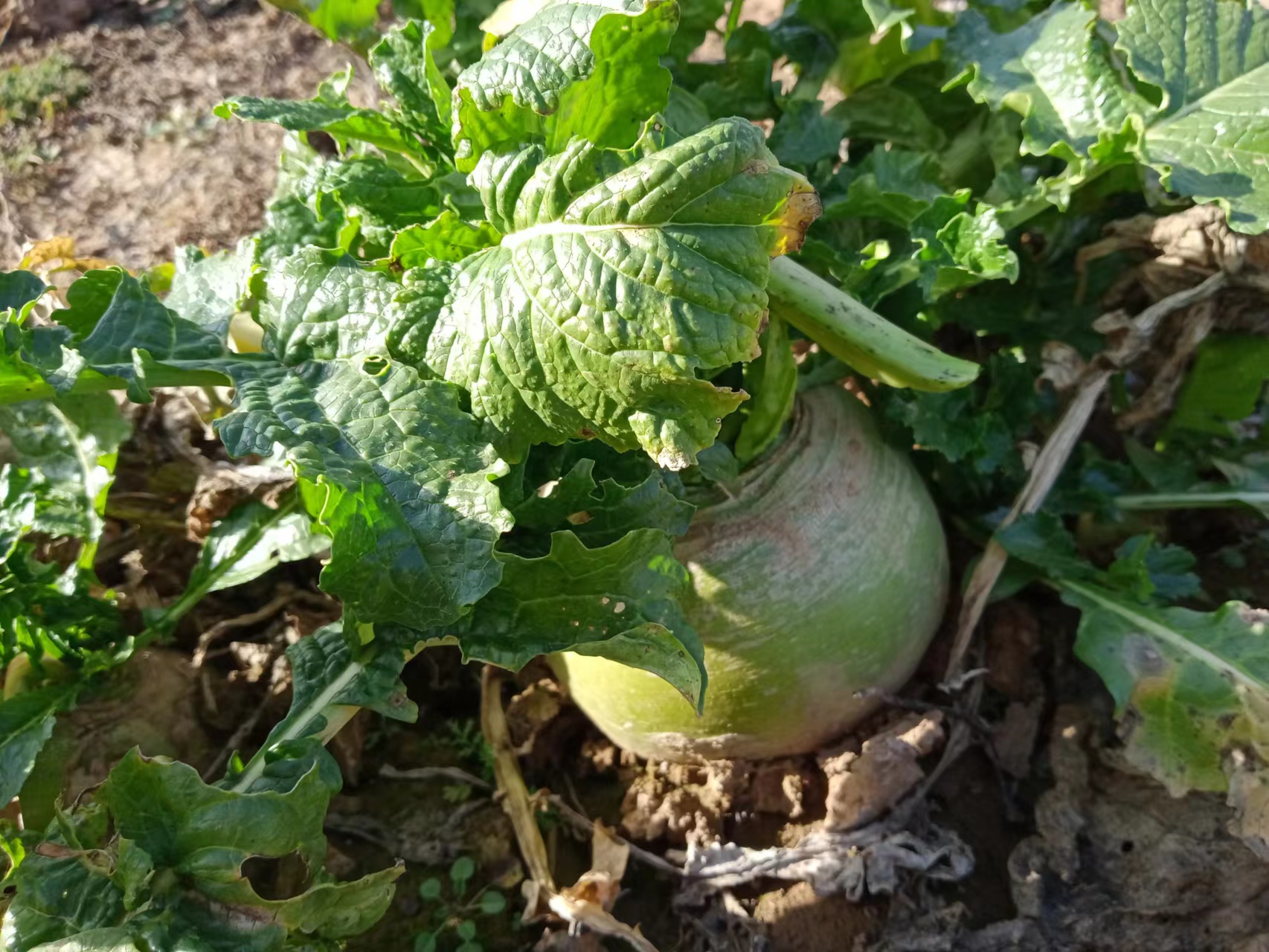 古树、土塔、苍柏、沟壑……