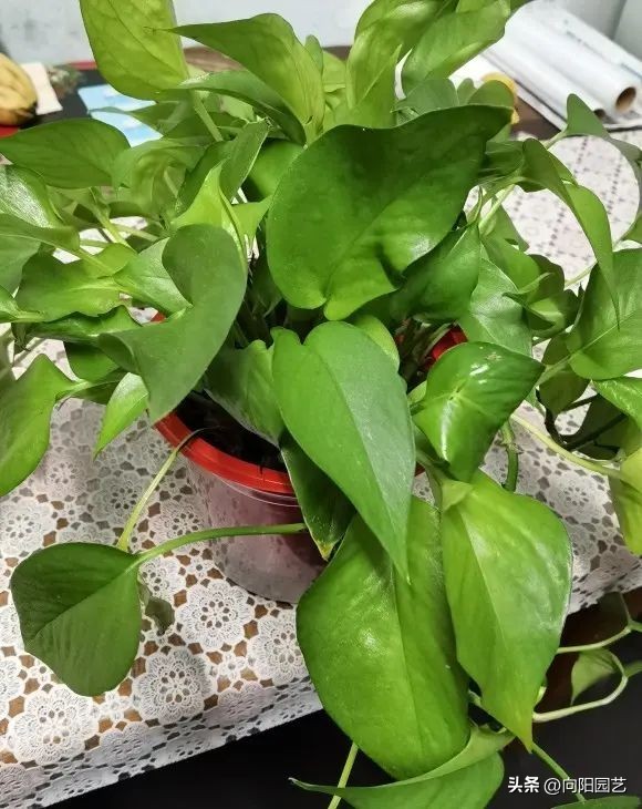 非常耐阴的绿植非常适合室内养护,家养最好养的绿植推荐