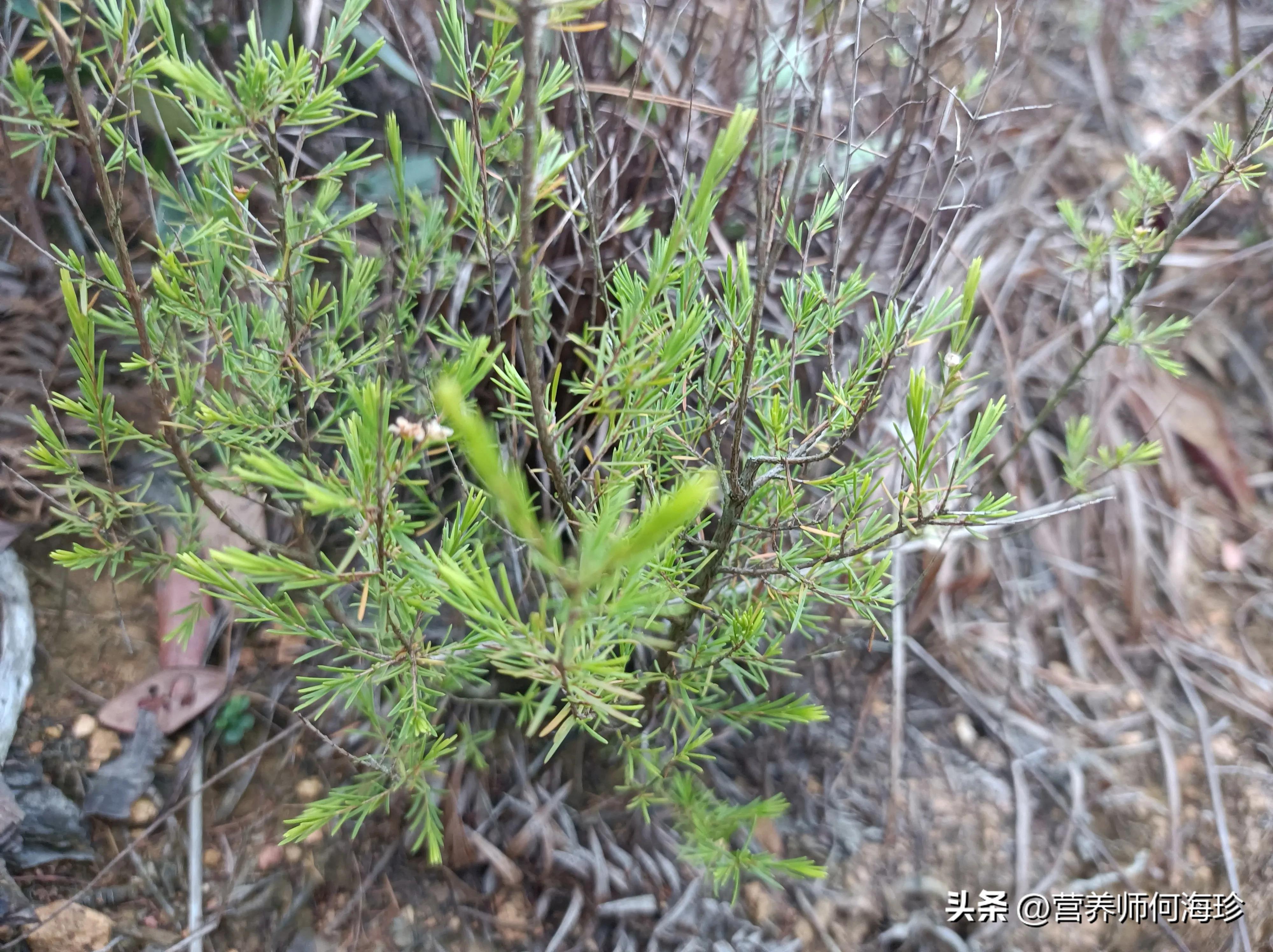 瑙傞煶鎵笟,瑙傞煶鎵妸
