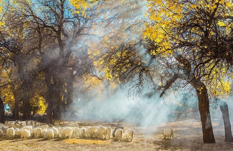 额济纳胡杨林旅游详细攻略,额济纳旗胡杨林游攻略