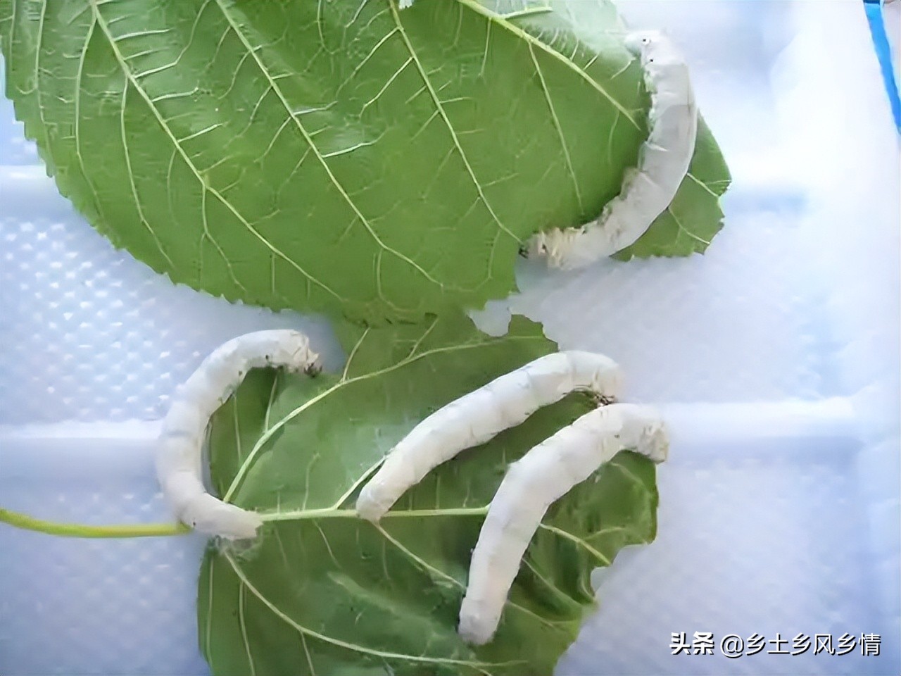 蚕吐丝前有什么征兆,蚕吐丝的征兆