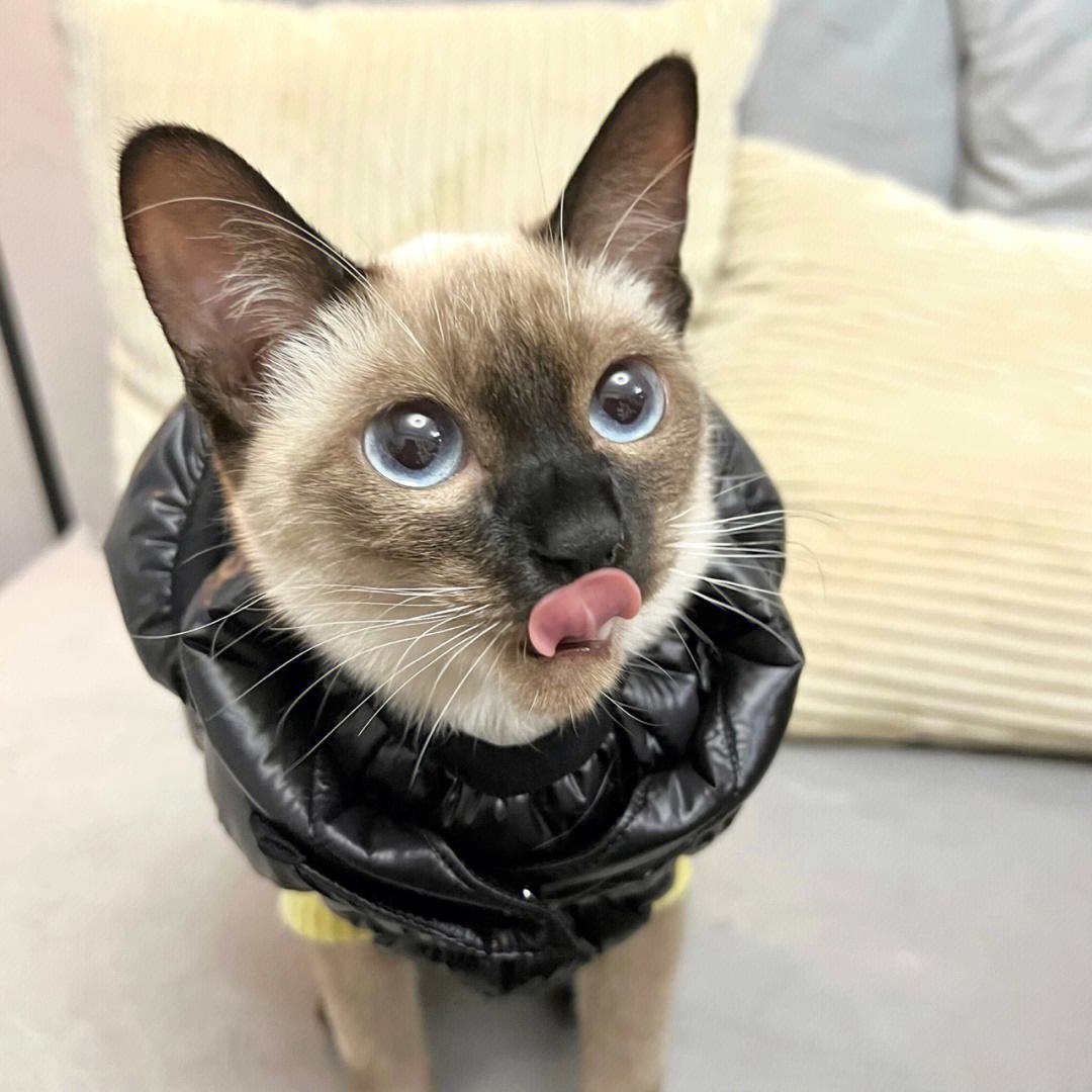 买猫费钱养猫更费钱,买猫到底好不好