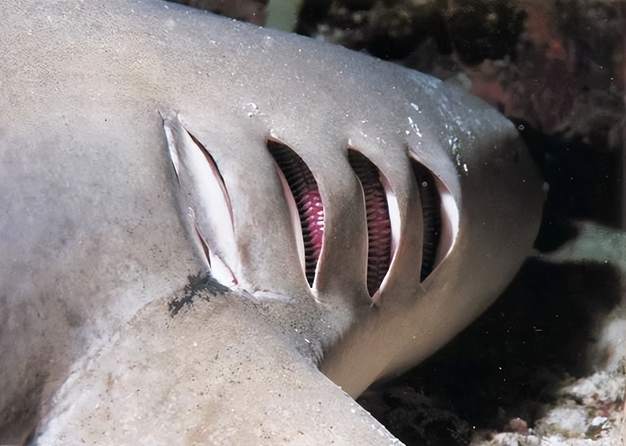 鲨鱼被割掉鱼鳍还能活多久,现在鲨鱼每年有多少被杀