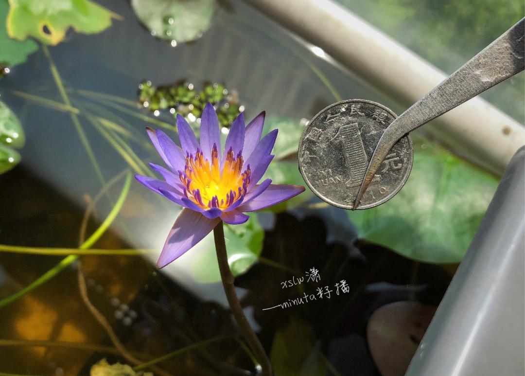 95后广东小伙痴迷睡莲育种,95后小伙痴迷睡莲育种